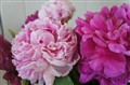 DSC00297K.JPG
