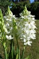 DSC00333K.JPG