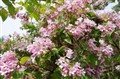 DSC00339 K.JPG